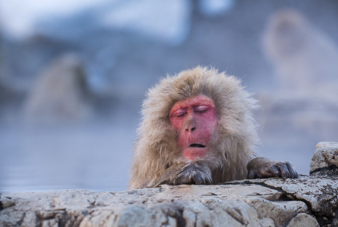 地獄谷野猿公苑