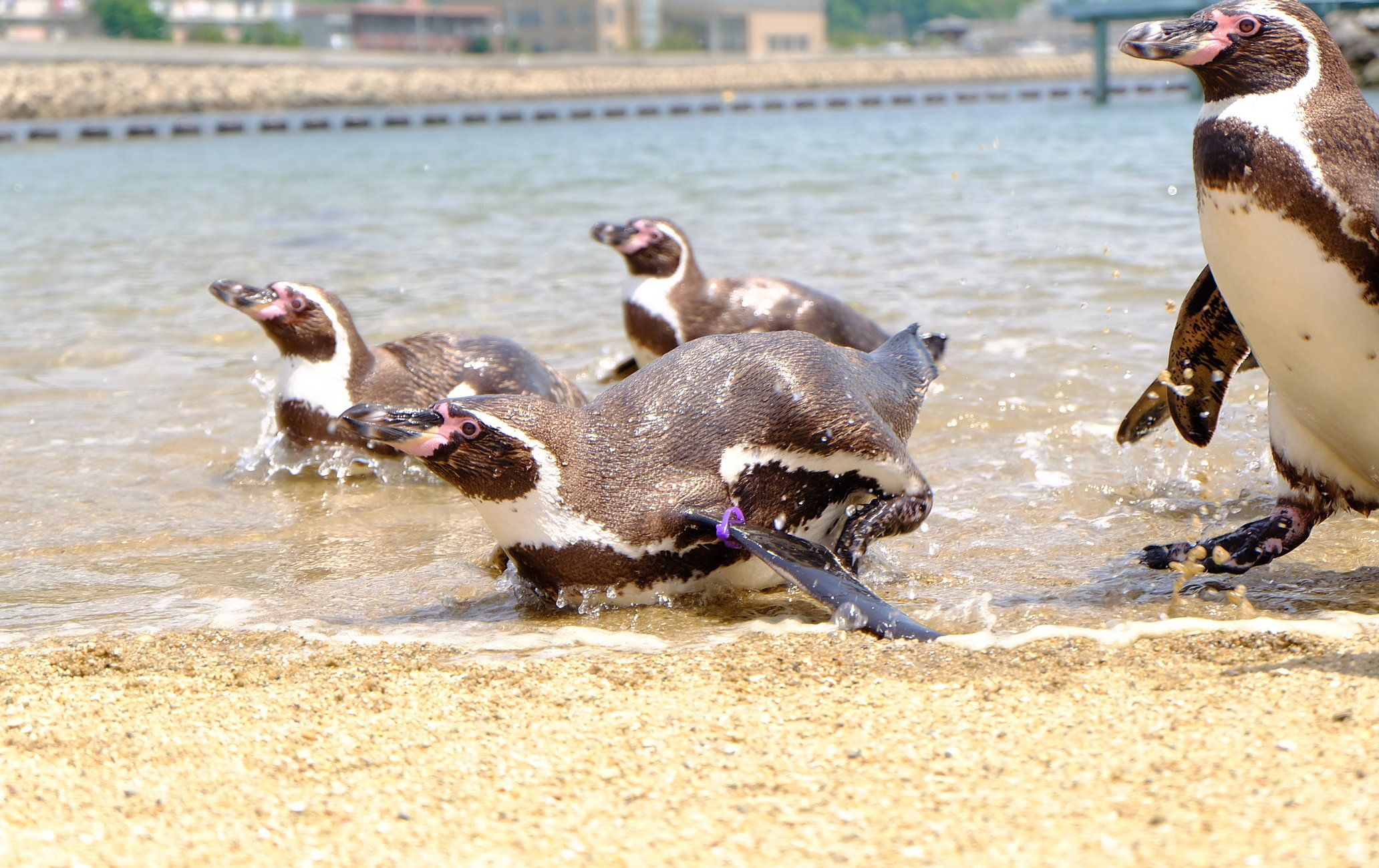 長崎企鵝水族館