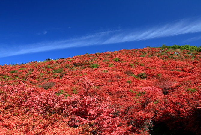 葛城山杜鵑