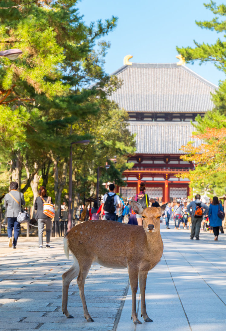奈良公園