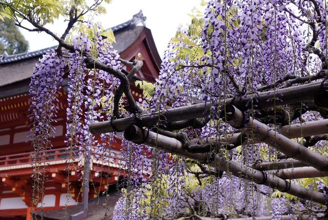春日大社紫藤花