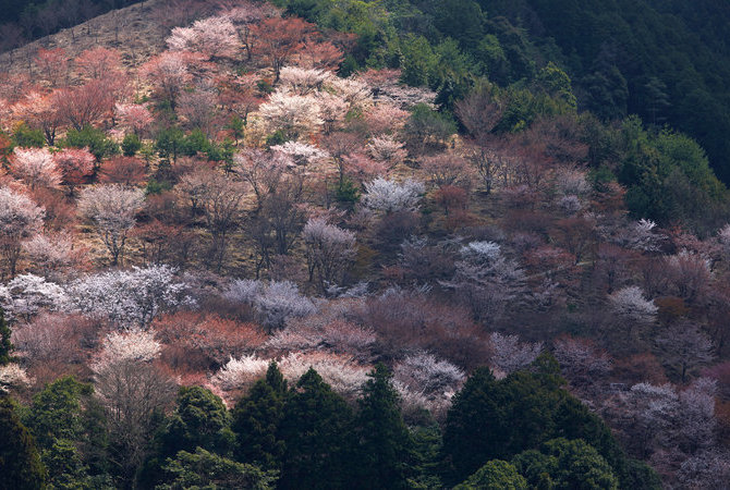 吉野山賞櫻