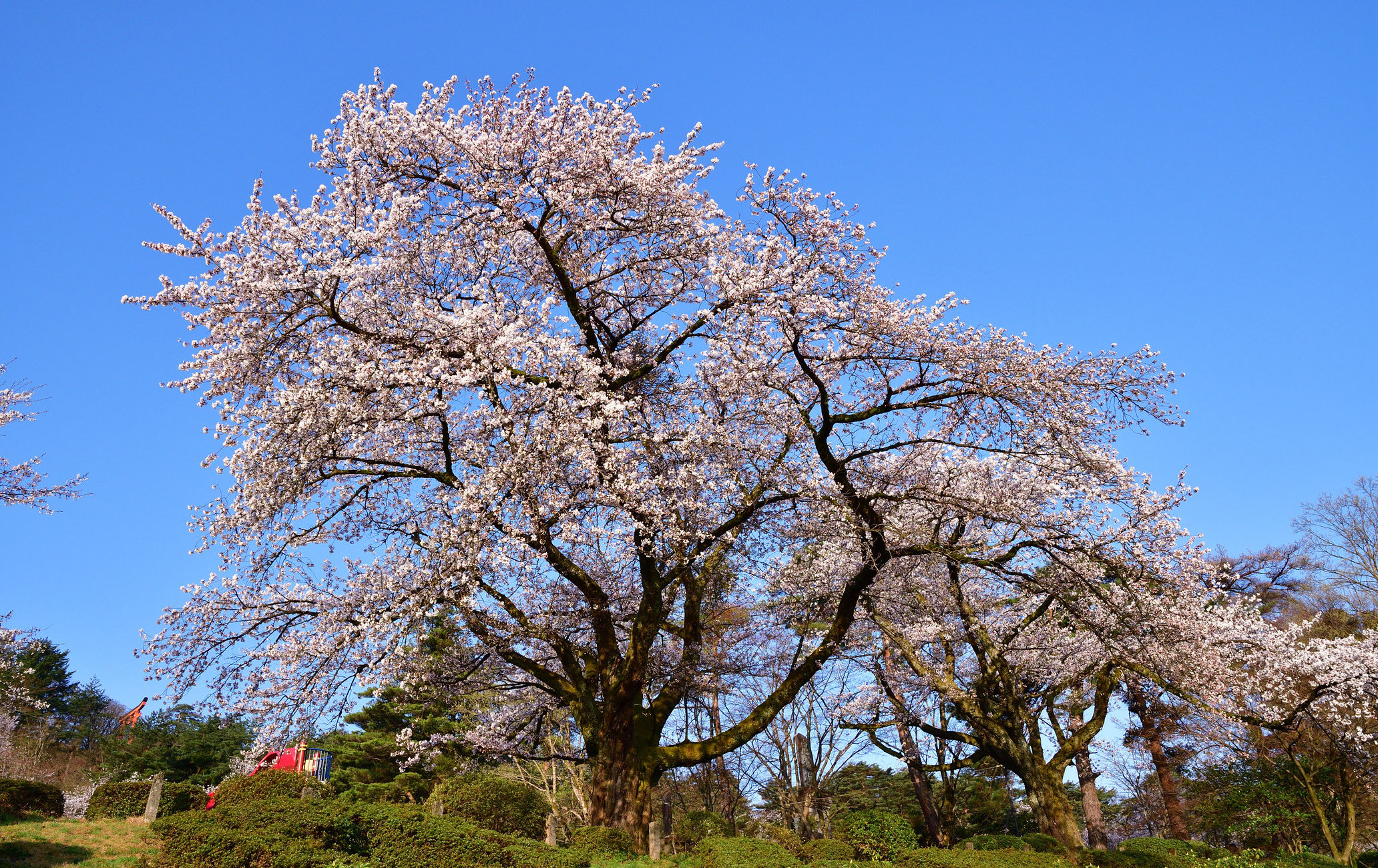 村松公園櫻花祭