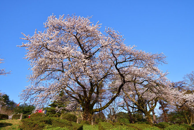 村松公園櫻花祭