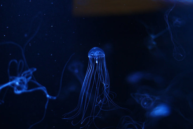 新潟市水族館 匹亞日本海