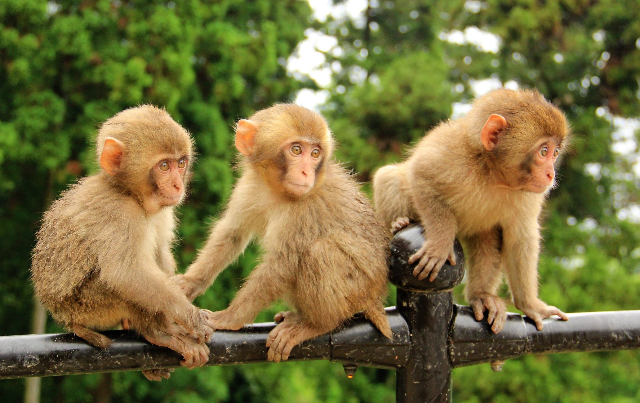 高崎山自然動物園