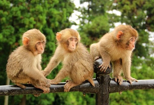 高崎山自然動物園