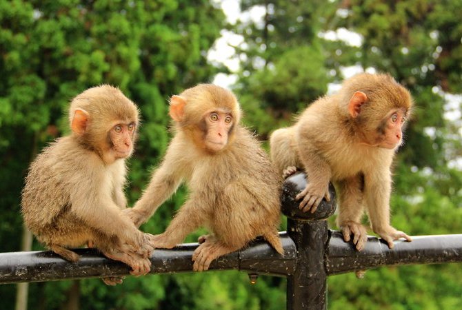 高崎山自然動物園