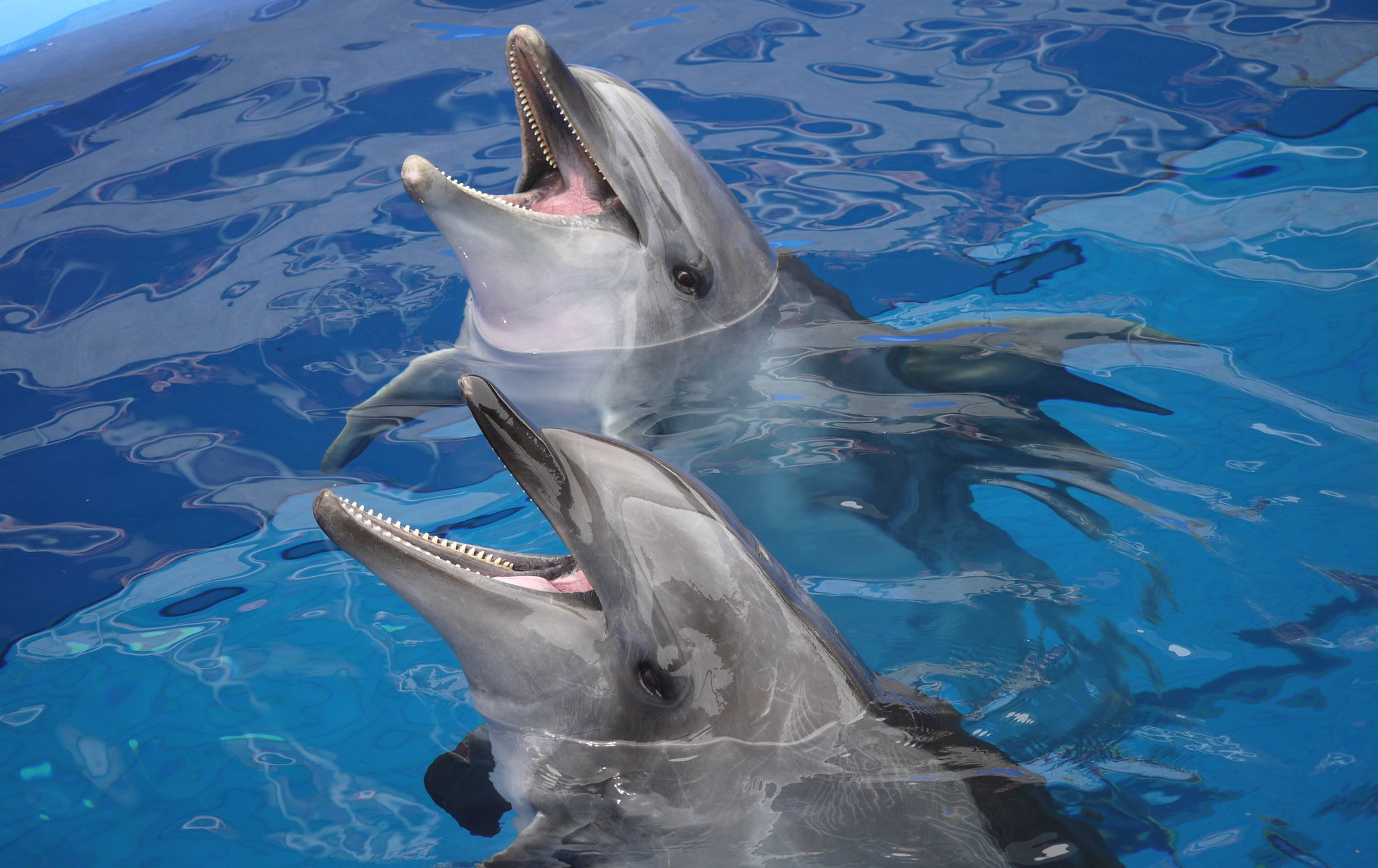 大分海洋宮殿水族館 海之卵