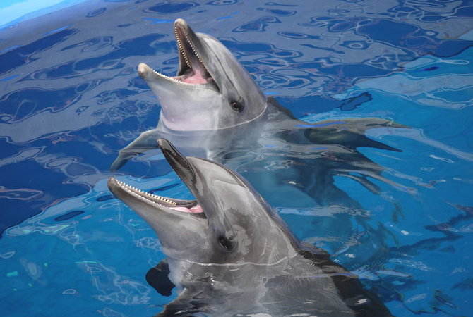 大分海洋宮殿水族館 海之卵