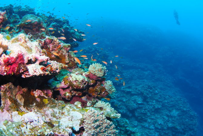 石垣島潛水
