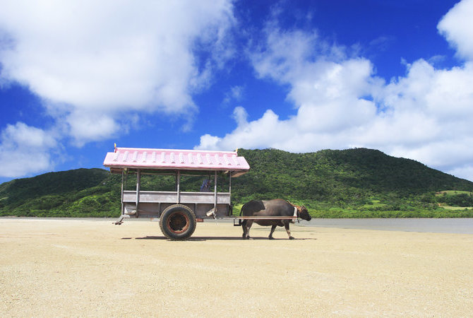 搭乘水牛車（由布島）