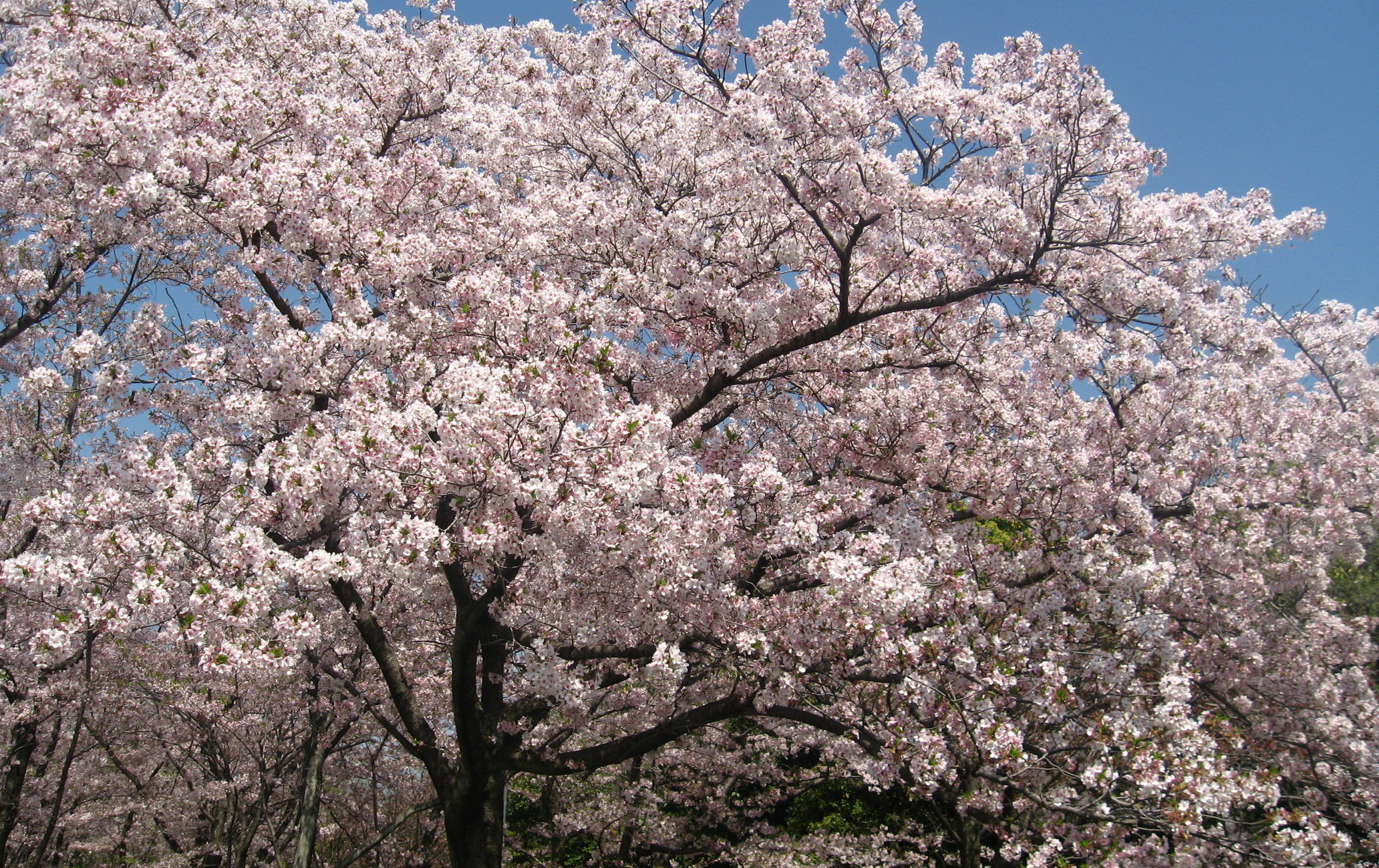 萬博紀念公園櫻花節