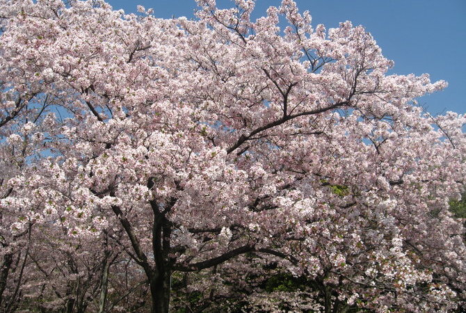 萬博紀念公園櫻花節
