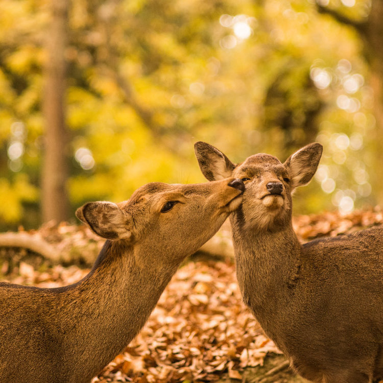 日本蜜月之旅季節指南