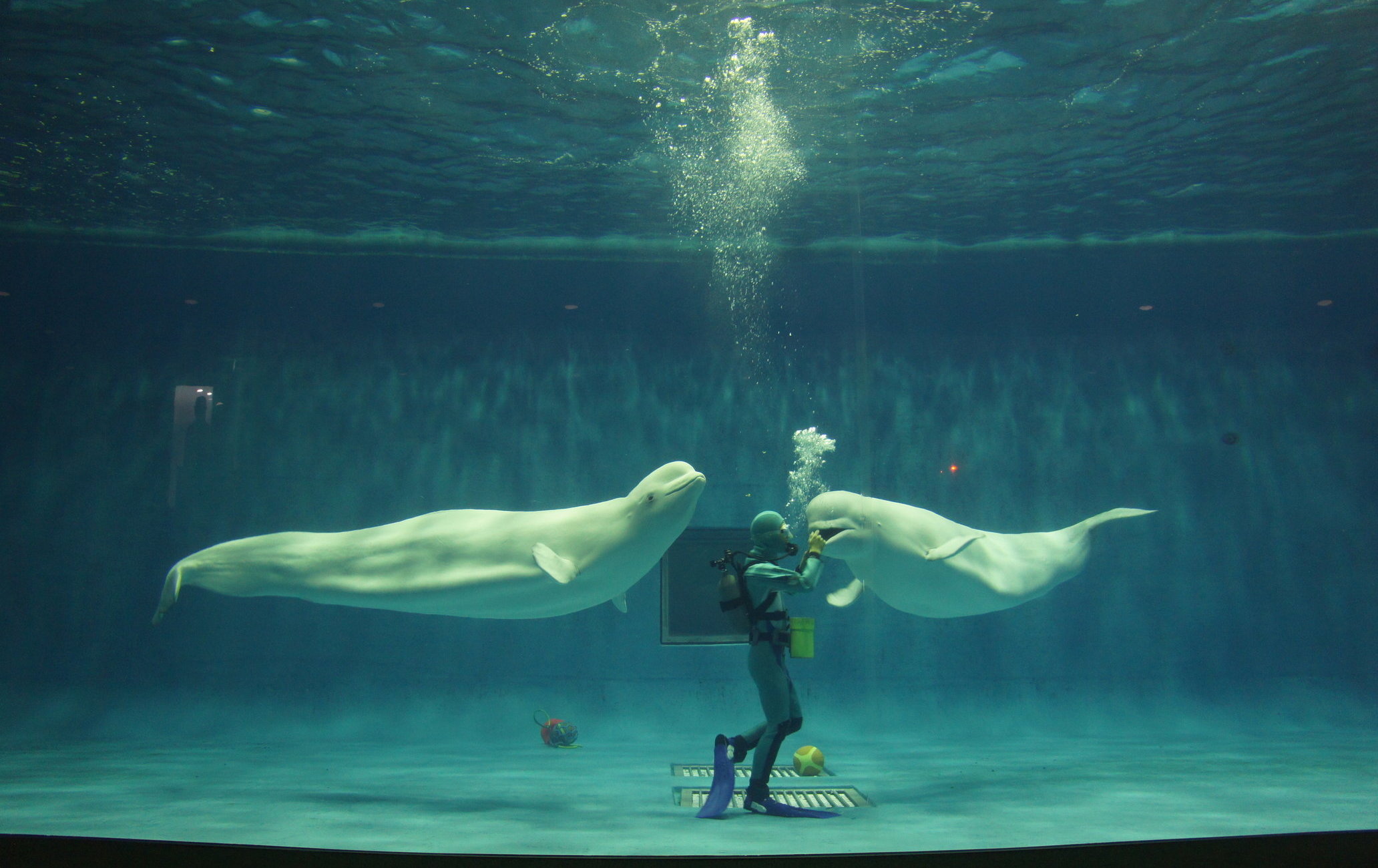 島根海洋館AQUAS