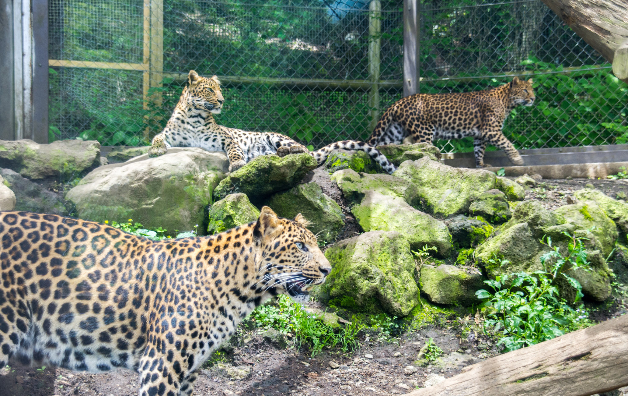 富士野生動物園