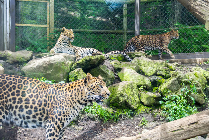 富士野生動物園