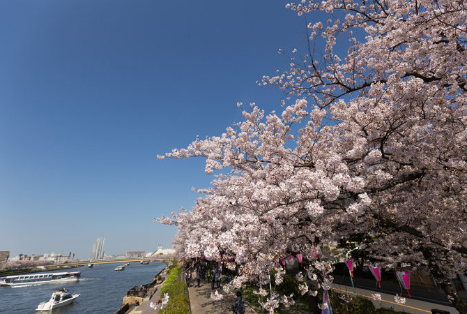 隅田公園櫻花祭