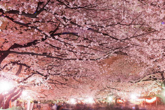上野恩賜公園上野櫻花祭