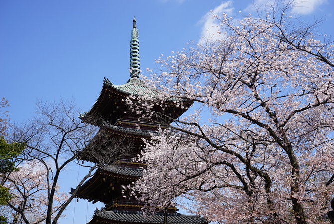 上野恩賜公園上野櫻花祭