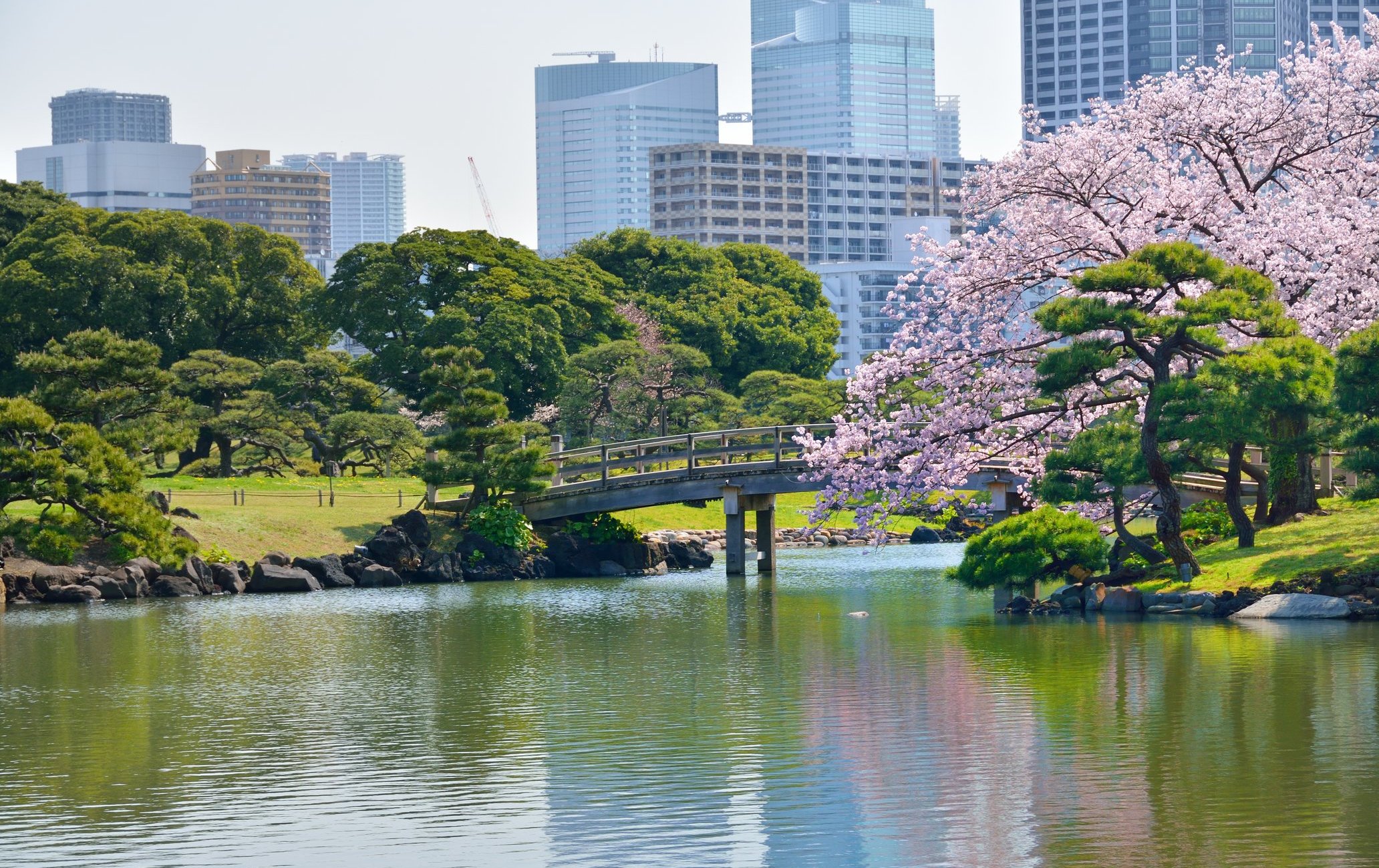 濱離宮恩賜庭園賞櫻