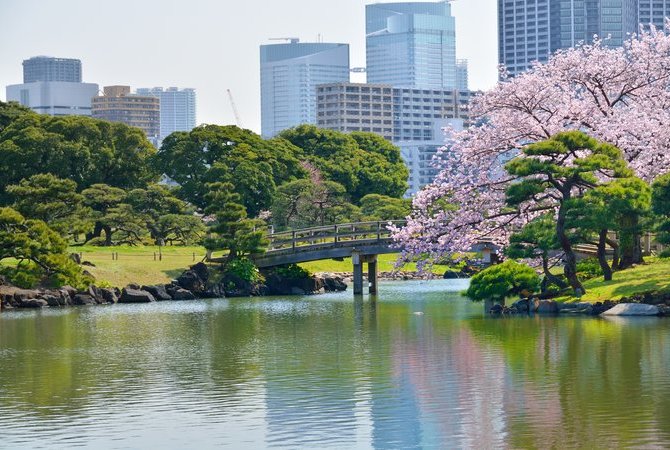 濱離宮恩賜庭園賞櫻