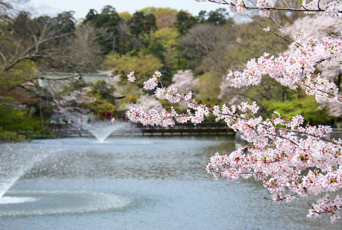 井之頭公園賞櫻