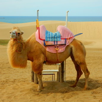 鳥取市及周邊區域