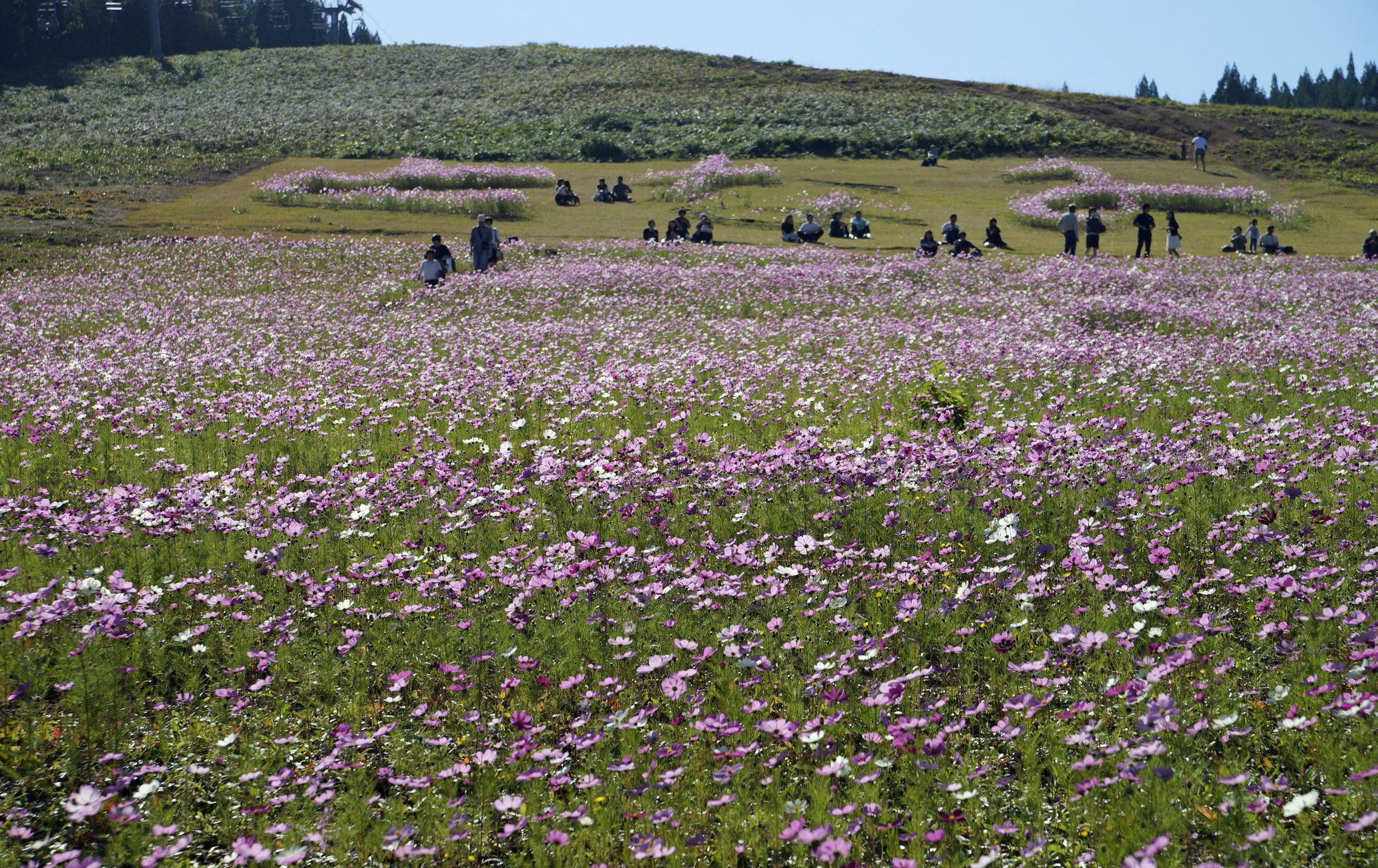 礪波夢之平秋櫻觀賞
