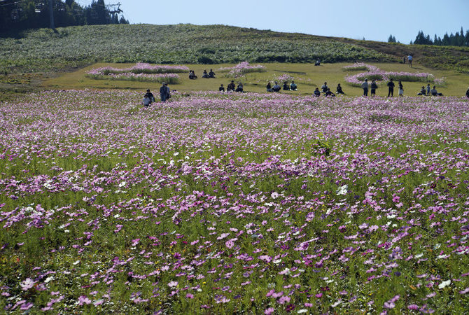 礪波夢之平秋櫻觀賞