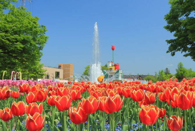 礪波郁金香公園
