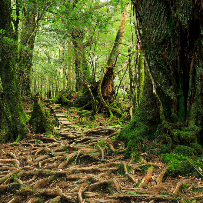 屋久島（聯合國教科文組織）