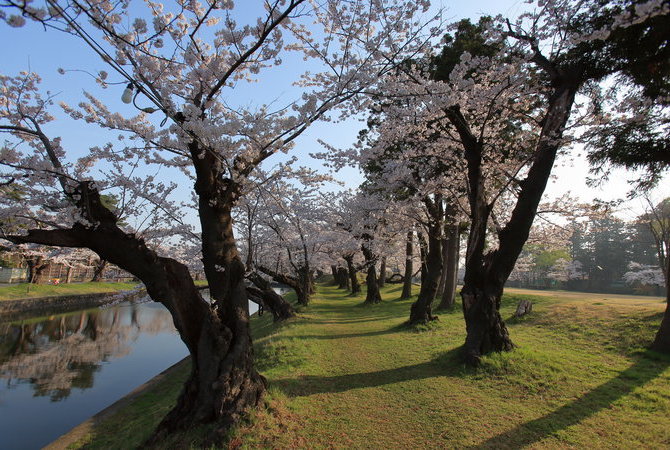 鶴岡公園賞櫻