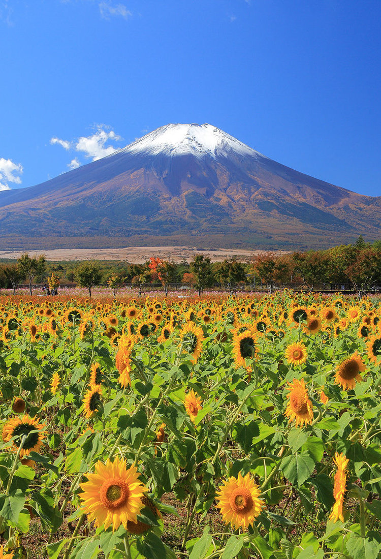 30 個觀賞富士山的最佳地點