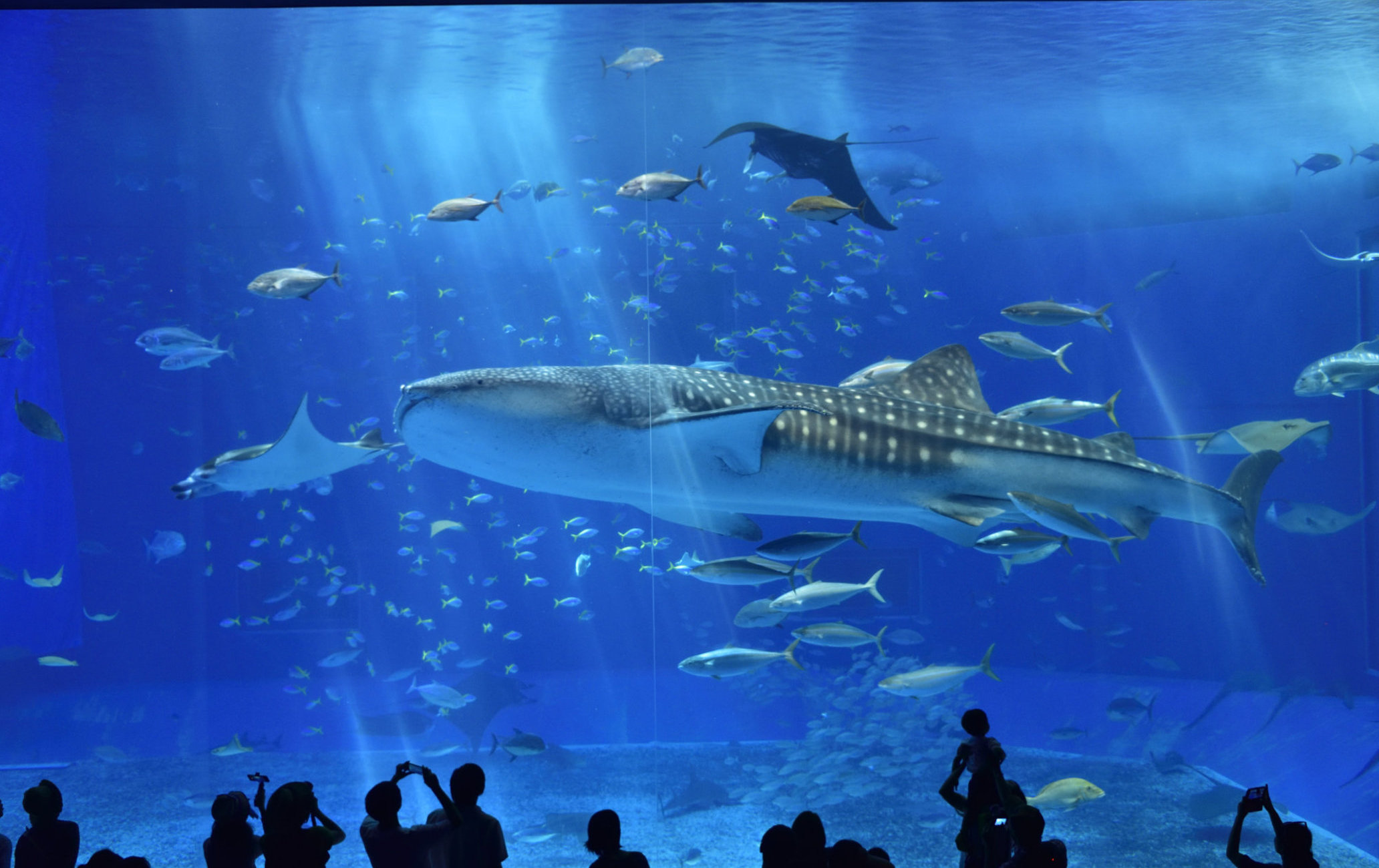 沖繩美麗海水族館