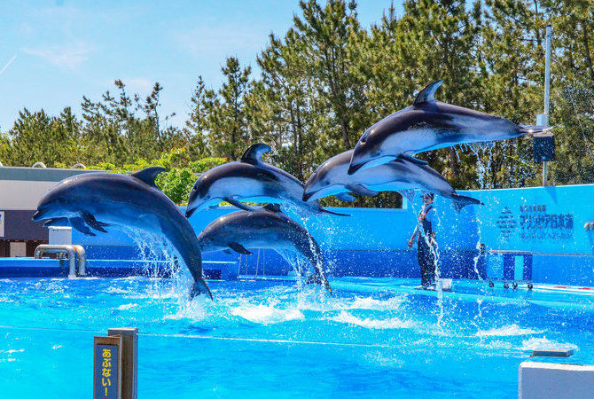 新潟市水族館 匹亞日本海