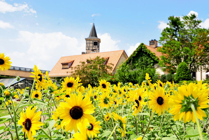 山梨縣立花卉中心海蒂村