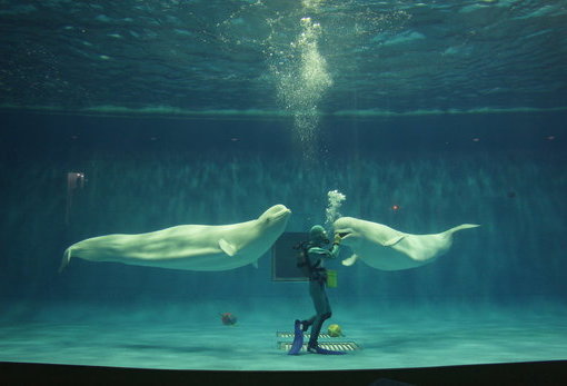 動物園及海洋館