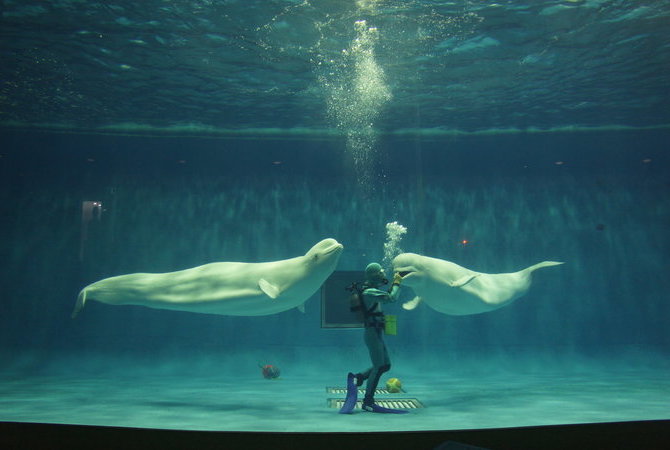 動物園及海洋館