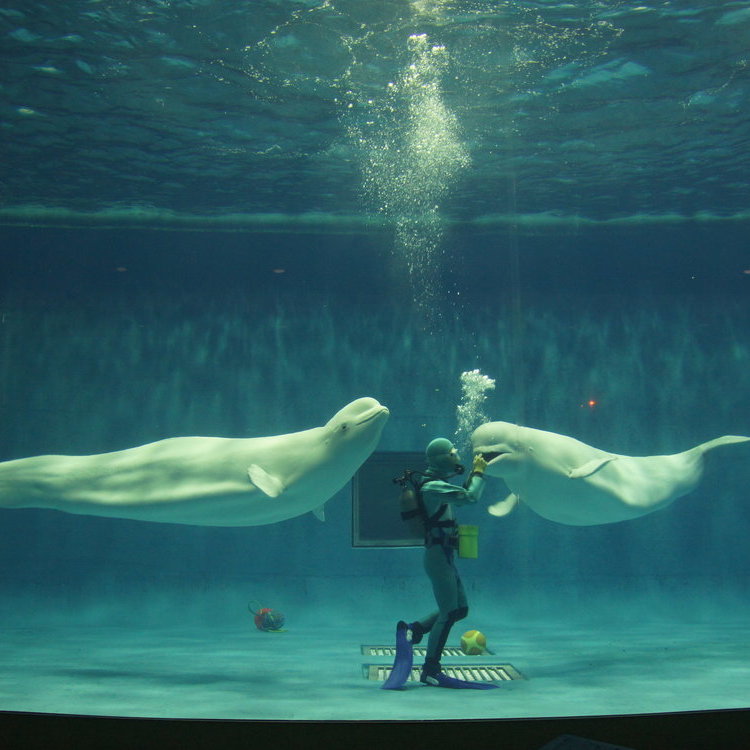 動物園及海洋館