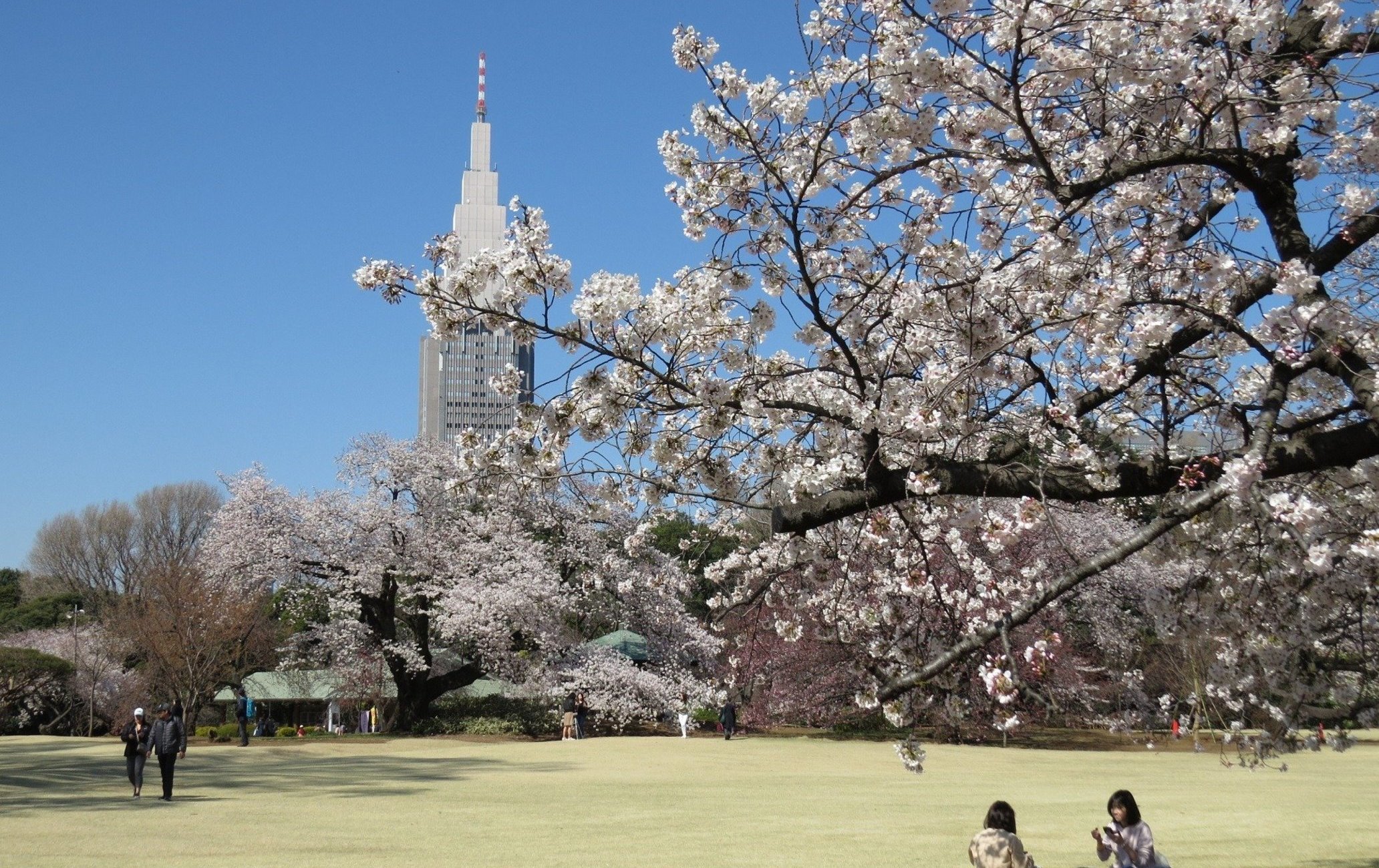 新宿御苑賞櫻