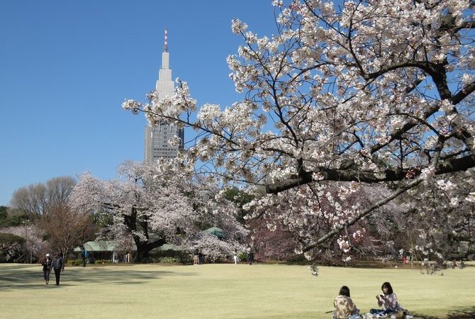 新宿御苑賞櫻