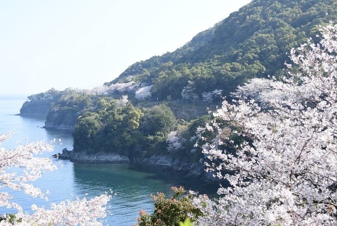 水俁市賞櫻路線