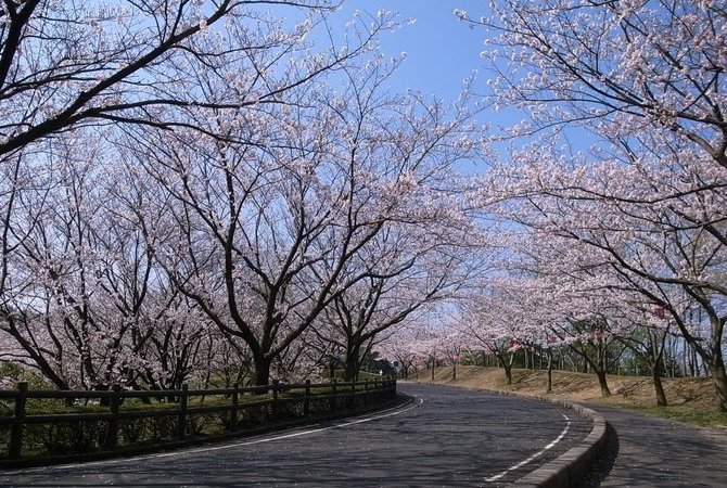 因幡千本櫻櫻之園賞櫻