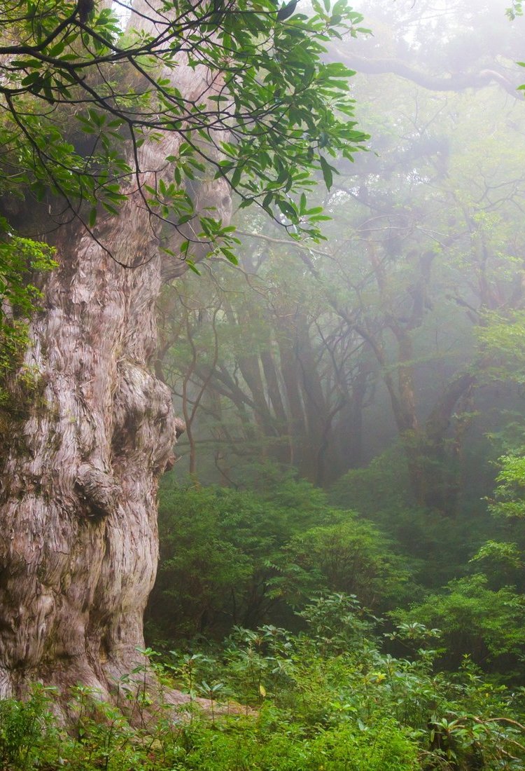 屋久島