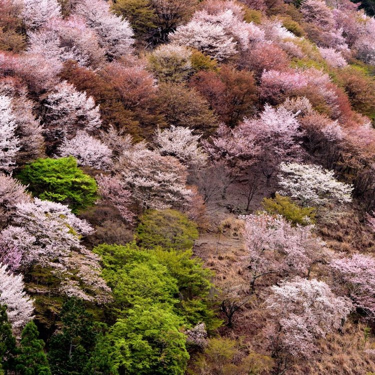 賞櫻之旅:吉野山、奈良與京都
