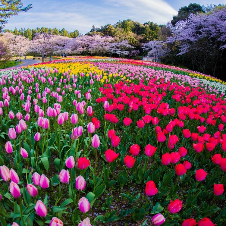 在濱松摘花采果