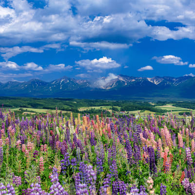 北海道四日游：感受季節之美