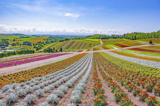 四季植物與花卉——2027 園藝博